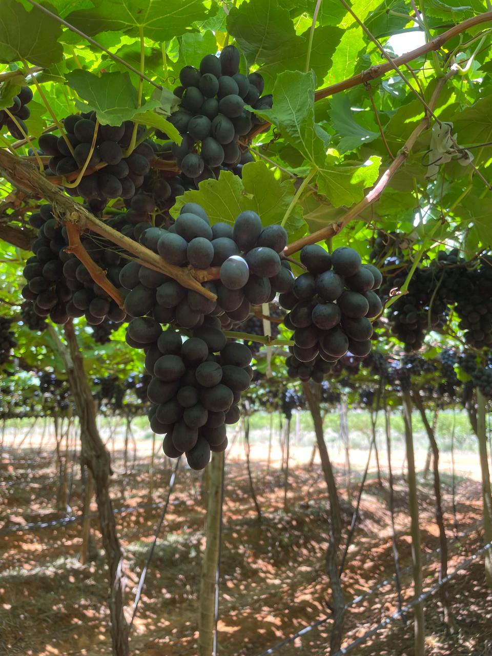 Grapes