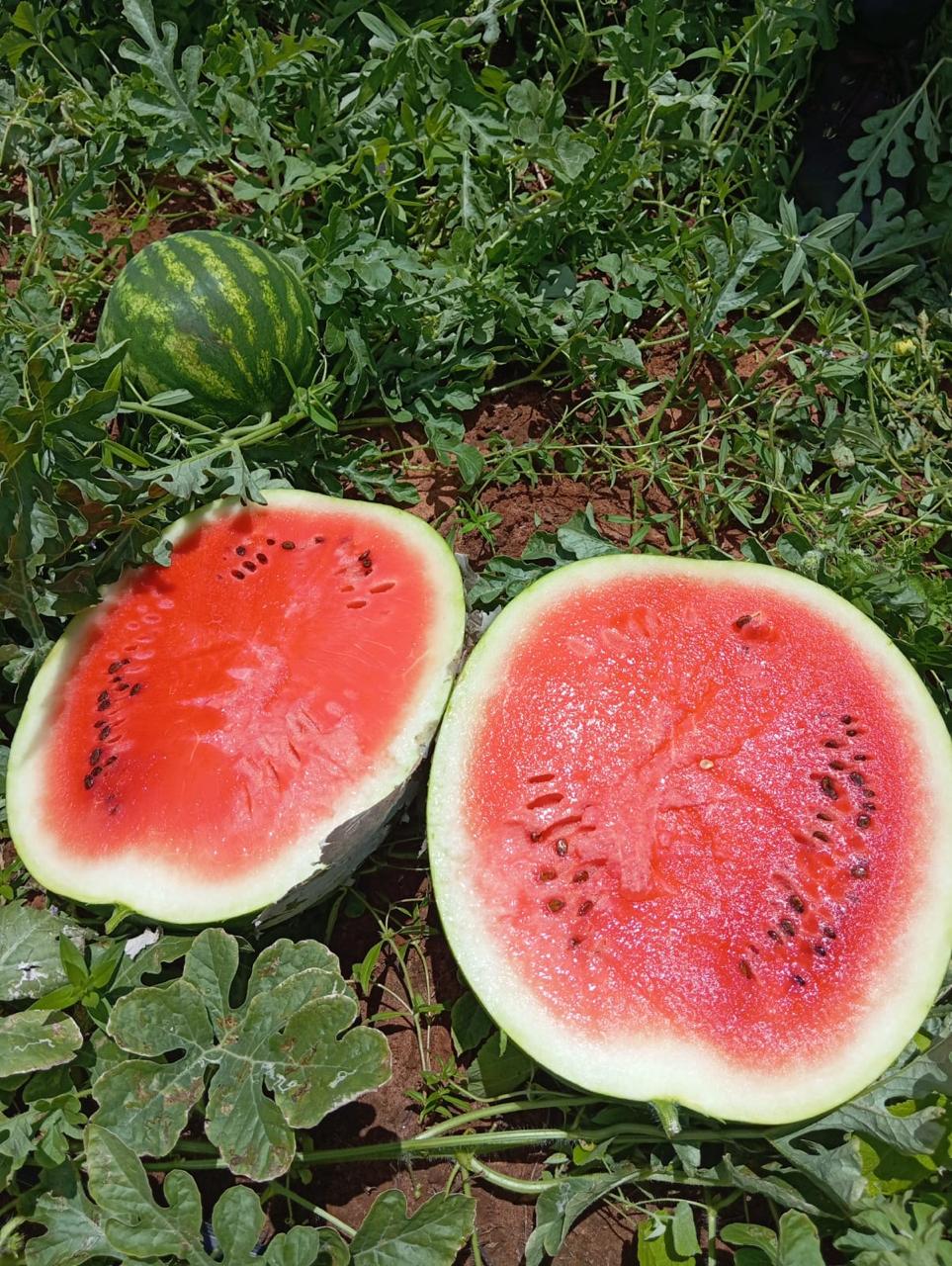 Watermelon